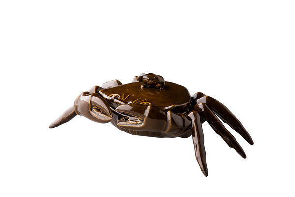 Crabe à couvercle Océan